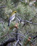 Townsends Warbler 5845